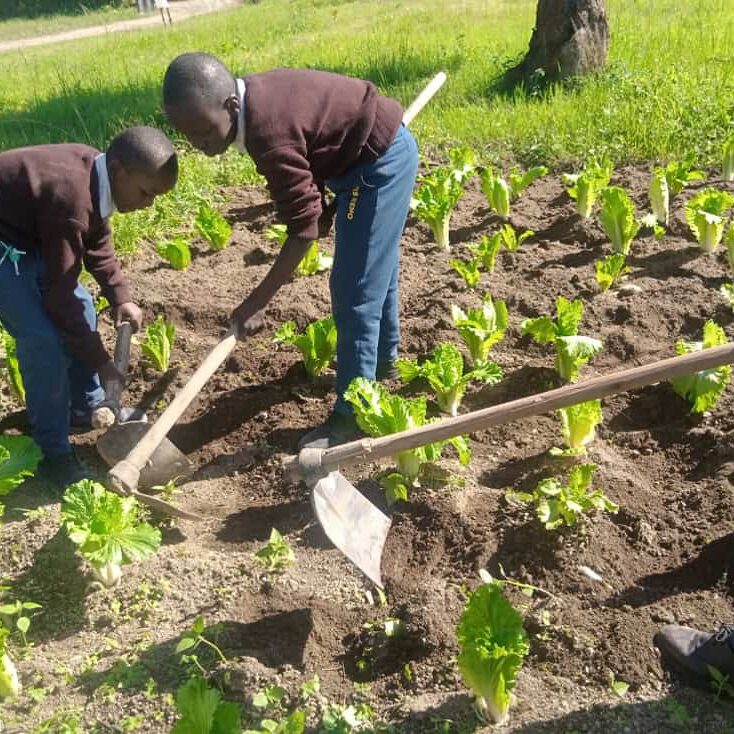 veg Tanzania veg Tanzania